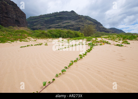 Vigne rampante et dunes de sable de Polihale State Park sur l'île de Kauai Hawaii Banque D'Images