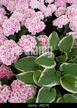 Hosta (Hosta) et big-leaved hortensia (Hydrangea macrophylla 'ace') Banque D'Images