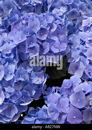 Big-leaved hortensia (Hydrangea macrophylla) Banque D'Images