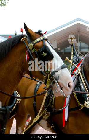 Anheuser Busch's Budweiser Clydesdale Horse au Seaworld Orlando Florida USA Banque D'Images