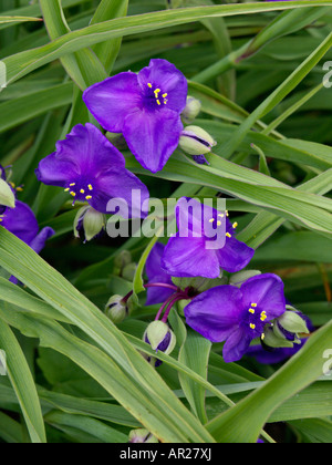 Tradescantia x andersoniana tradescantie (zwanenburg 'Blue') Banque D'Images