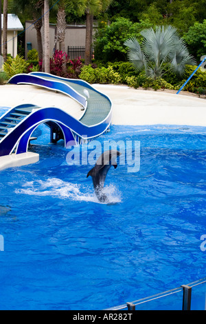 Dauphins sautant dans la piscine Seaworld Banque D'Images