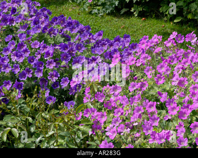 Géranium sanguin (geranium x magnificum) Banque D'Images