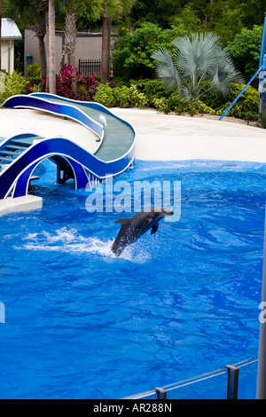 Dauphins sautant dans la piscine Seaworld Banque D'Images