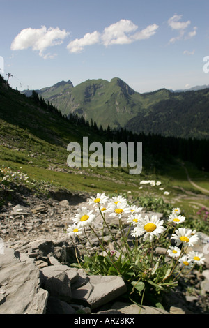 Les marguerites sauvages poussant dans les Alpes françaises. Banque D'Images