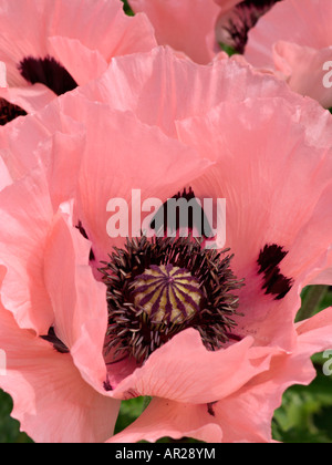 Pavot d'Orient (Papaver orientale) Banque D'Images