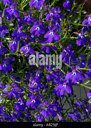 Lobelia chant (lobelia erinus 'laguna trailing dark blue') Banque D'Images