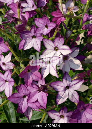 Boiseries du tabac (Nicotiana x sanderae "deep lilac') Banque D'Images