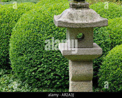 Buis commun (Buxus sempervirens) avec lanterne de pierre Banque D'Images