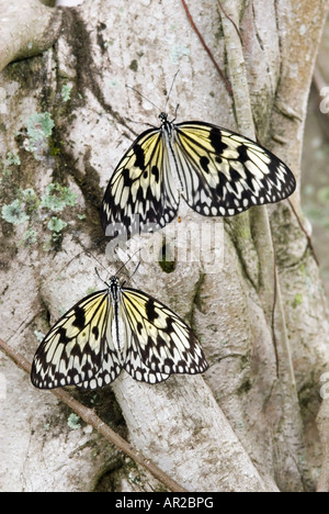 Nymphe des arbres aussi connu sous le nom de papillons Papillons Kite Papier et papier de riz Papillons Banque D'Images