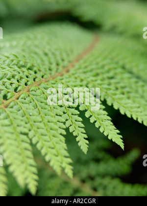 Soft shield fern (polystichum setiferum 'proliferum wollastonii') Banque D'Images