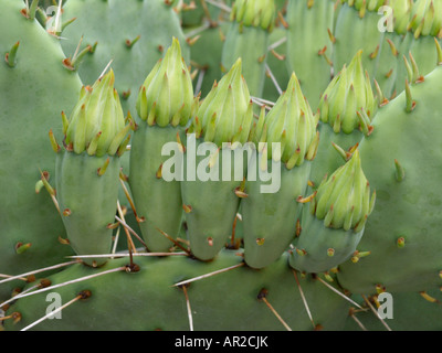 Poire à pépirins tulipes (Opuntia phaeacantha var. Gigantea) Banque D'Images