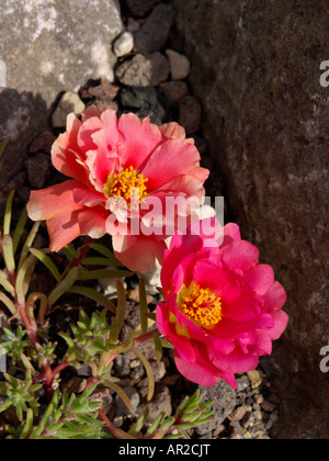 Moss-rose pourpier (Portulaca grandiflora) Banque D'Images