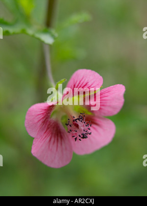 Anisodontea capensis (mauve du Cap) Banque D'Images