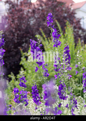 Delphinium consolida ajacis (fusée) Banque D'Images