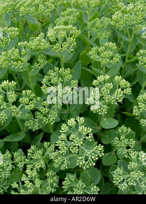 Showy stonecrop Sedum spectabile (syn. hylotelephium spectabile) Banque D'Images