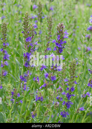 L'hysope (Hyssopus officinalis) Banque D'Images