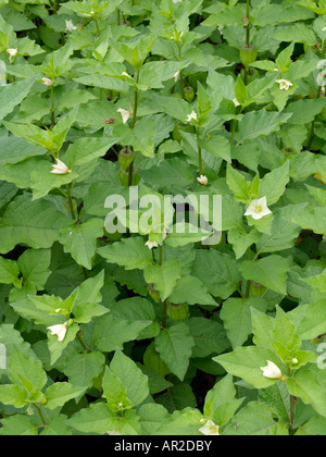 Lanterne chinoise (Physalis alkekengi) Banque D'Images