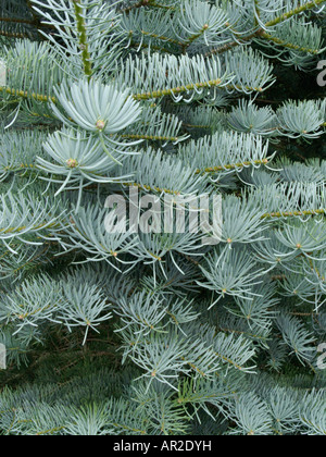 Le sapin du Colorado (Abies concolor 'argentea') Banque D'Images