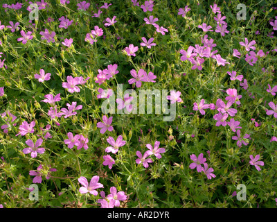 Endres géranium sanguin (geranium endressii) Banque D'Images