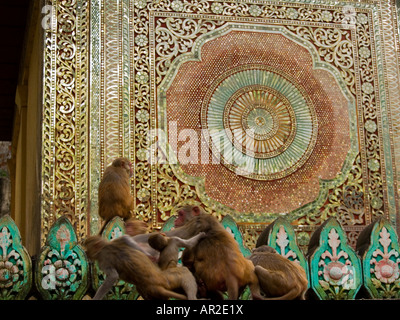 Les singes à jouer au mont Popa temple au Myanmar Banque D'Images