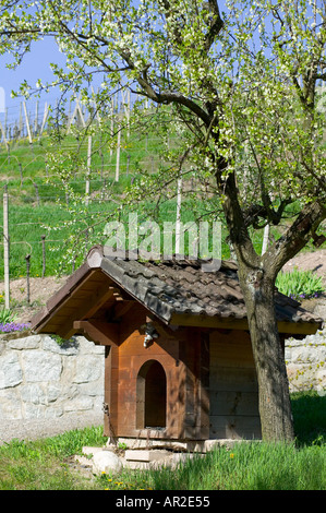 EUROPE ALLEMAGNE BADEN-WÜRTTEMBERG CHENIL BLOOMING APPLE TREE ET VIGNOBLE AU PRINTEMPS Banque D'Images