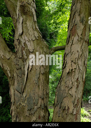 Japanese zelkova Zelkova serrata () Banque D'Images