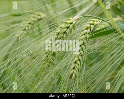 L'orge (Hordeum vulgare) Banque D'Images