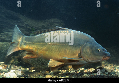 La carpe, la carpe commune, la carpe (Cyprinus carpio), natation Banque D'Images