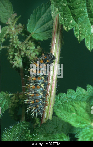 Vulcain (Vanessa atalanta), Caterpillar se nourrissent d'orties, Allemagne Banque D'Images