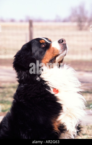 Mâle adulte bernois Berner Sennen outdoors Banque D'Images