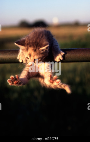 Très jeune chaton accroché sur rail à essayer de ne pas tomber vers le bas Banque D'Images