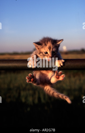 Très jeune chaton accroché sur rail à essayer de ne pas tomber vers le bas Banque D'Images