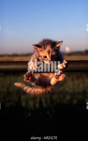 Très jeune chaton accroché sur rail à essayer de ne pas tomber vers le bas Banque D'Images