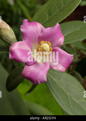 L'île Norfolk hibiscus (Hibiscus syriacus) Banque D'Images