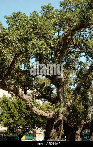 Sycamore fig Ficus damarensis Banque D'Images