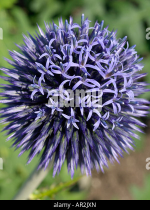 (Echinops ritro globe thistle) Banque D'Images