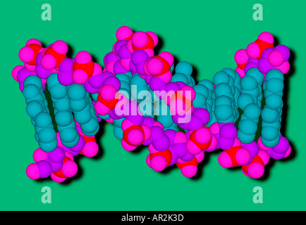 Le modèle moléculaire d'une molécule d'ADN montrant les paires de base en bleu et l'épine dorsale de la phosphate de sucre en rouge et violet Banque D'Images