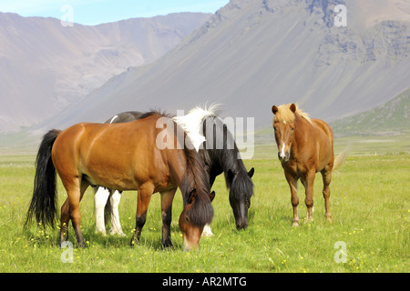 L'Islandic, Islande pony (Equus przewalskii f. caballus), trois personnes sur un pâturage, Islande Banque D'Images