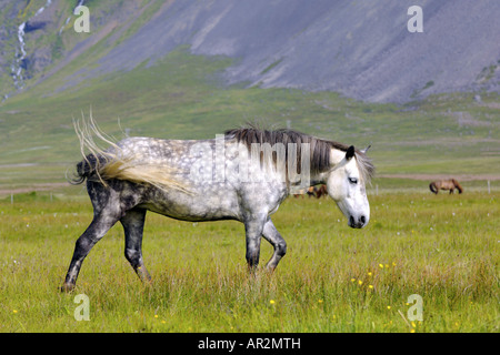 L'Islandic, Islande pony (Equus przewalskii f. caballus), sur un pâturage, Islande Banque D'Images