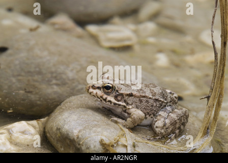 Frog (Rana bedriagae eau), assis sur une pierre, la Grèce, Rhodes Banque D'Images