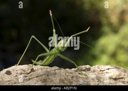 Prédateurs grec bushcricket (Saga hellenica), femme dans la posture de défense, la Grèce, Péloponnèse, Messinien, Pylos Banque D'Images