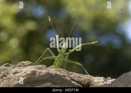 Prédateurs grec bushcricket (Saga hellenica), femme dans la posture de défense, la Grèce, Péloponnèse, Messinien, Pylos Banque D'Images