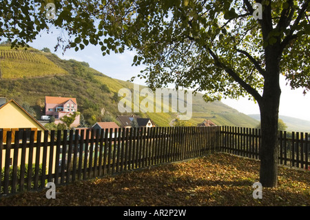 Couleurs d'automne des vignes à Niedermorschwihr Alsace France Banque D'Images