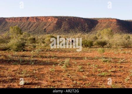 Un chameau sauvage dans l'outback australien Banque D'Images