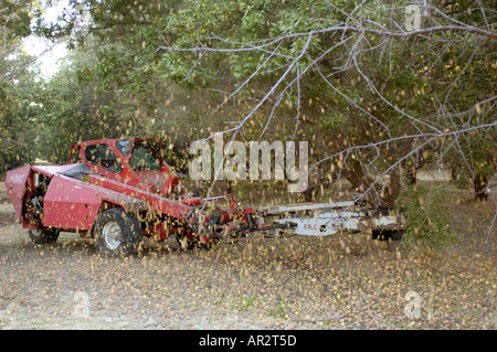 La récolte des arbres d'amandes d'agitation Banque D'Images