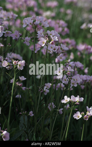 Fleur de coucou ou lady's smock cardamine pratensis croissant sur une route humide bord Banque D'Images