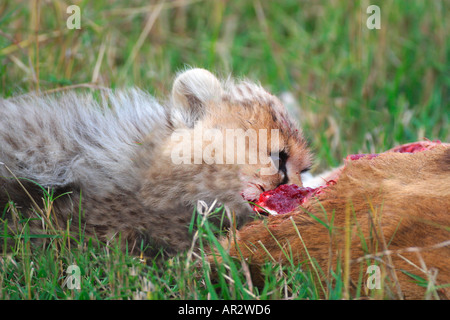 Cheetah cub mange la gazelle de Thomson Thomsons proies Masai Mara National Nature Reserve Kenya Afrique de l'Est Banque D'Images