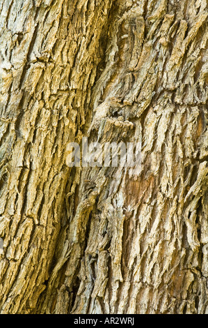 Agonis flexuosa Menthe Poivrée de l'ouest de l'Australie de près de l'écorce du Parc Kings Perth Western Australia Septembre Banque D'Images