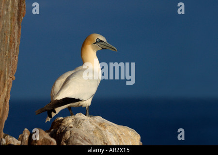 Des adultes du Nord de Bassan Morus bassanus mer bleue contre les îles Saltee Kilmore le comté de Wexford Irlande Europe EU Banque D'Images